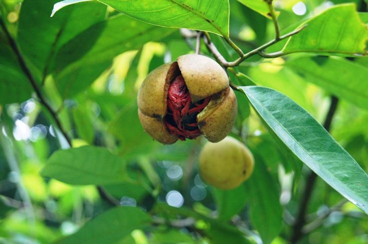 Cara Menanam Pala Agar Cepat Berbuah