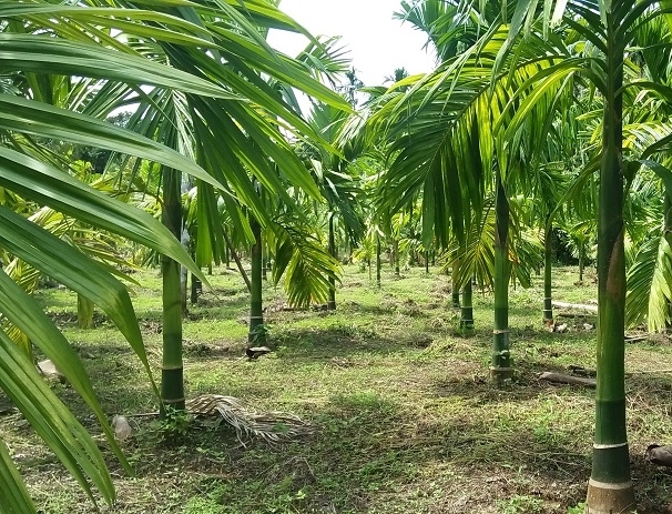 Manfaat dan Penggunaan Tanaman Pinang