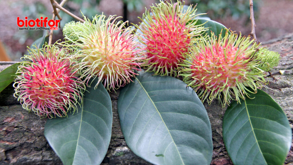 manfaat daun rambutan