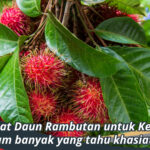 Manfaat Daun Rambutan