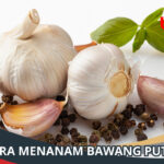 Cara Menanam Bawang Putih