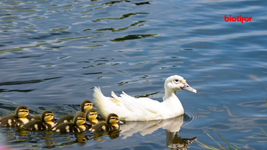 Pengenalan Daging Bebek