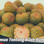 Buah Rumbia