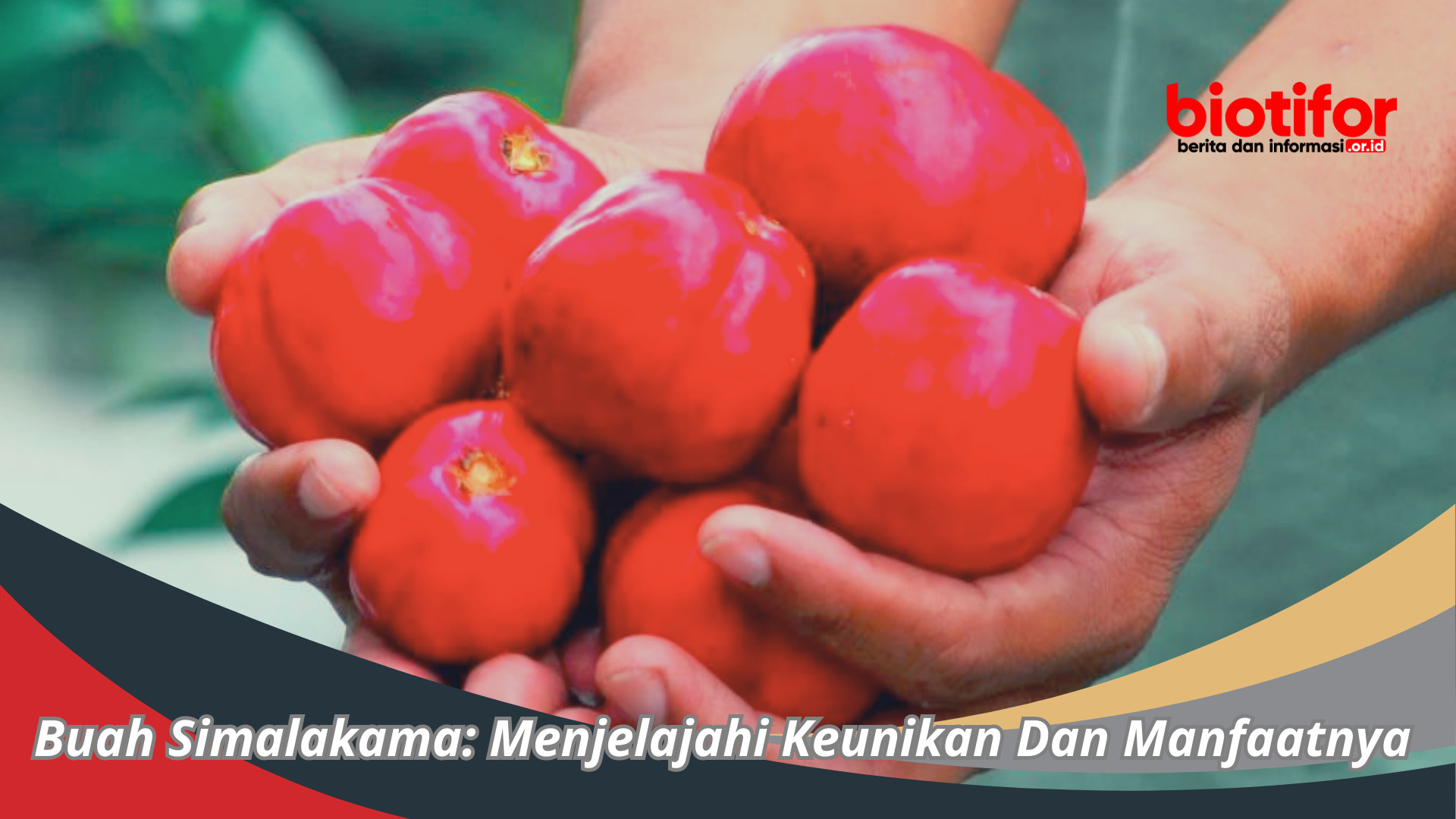 Buah Simalakama