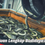 Budidaya Belut