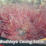Budidaya Cacing Sutra