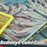 Budidaya Cumi-Cumi