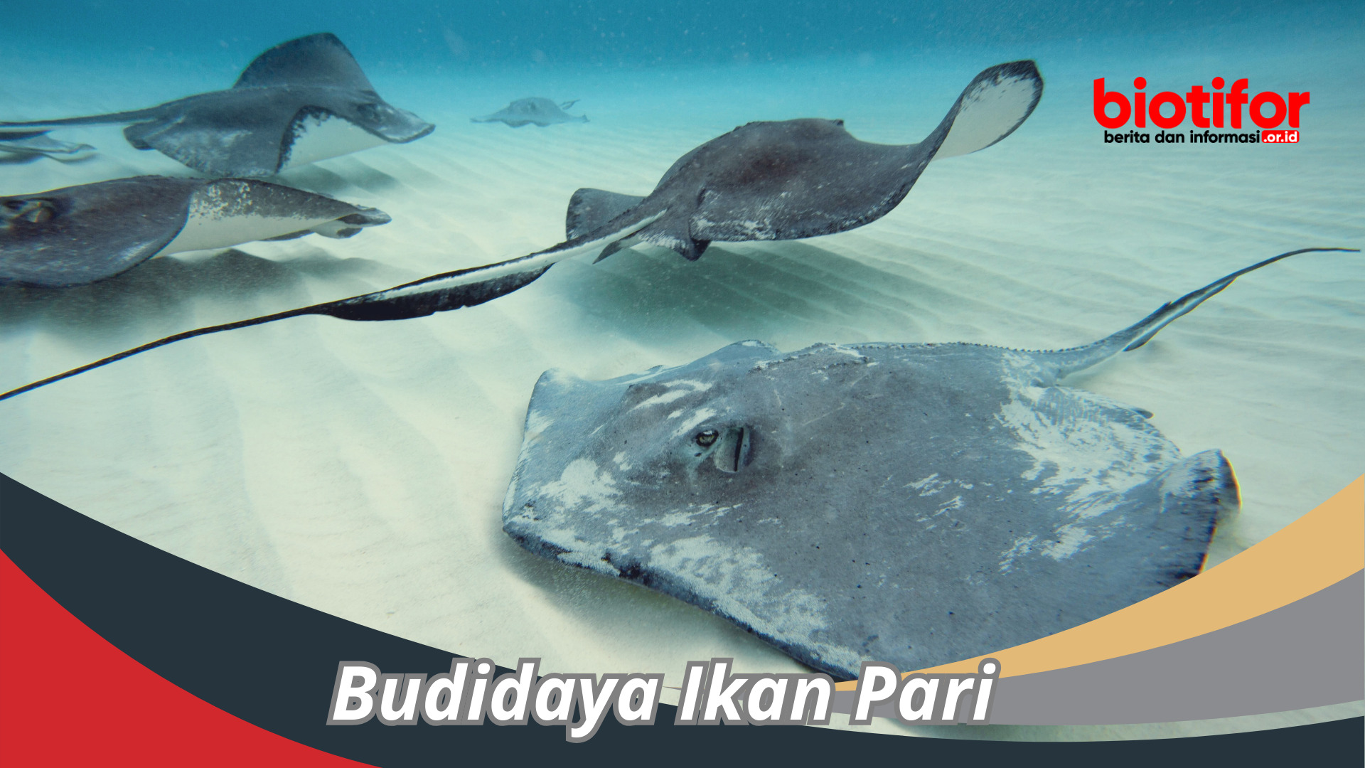 Budidaya Ikan Pari