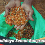 Budidaya Semut Rangrang