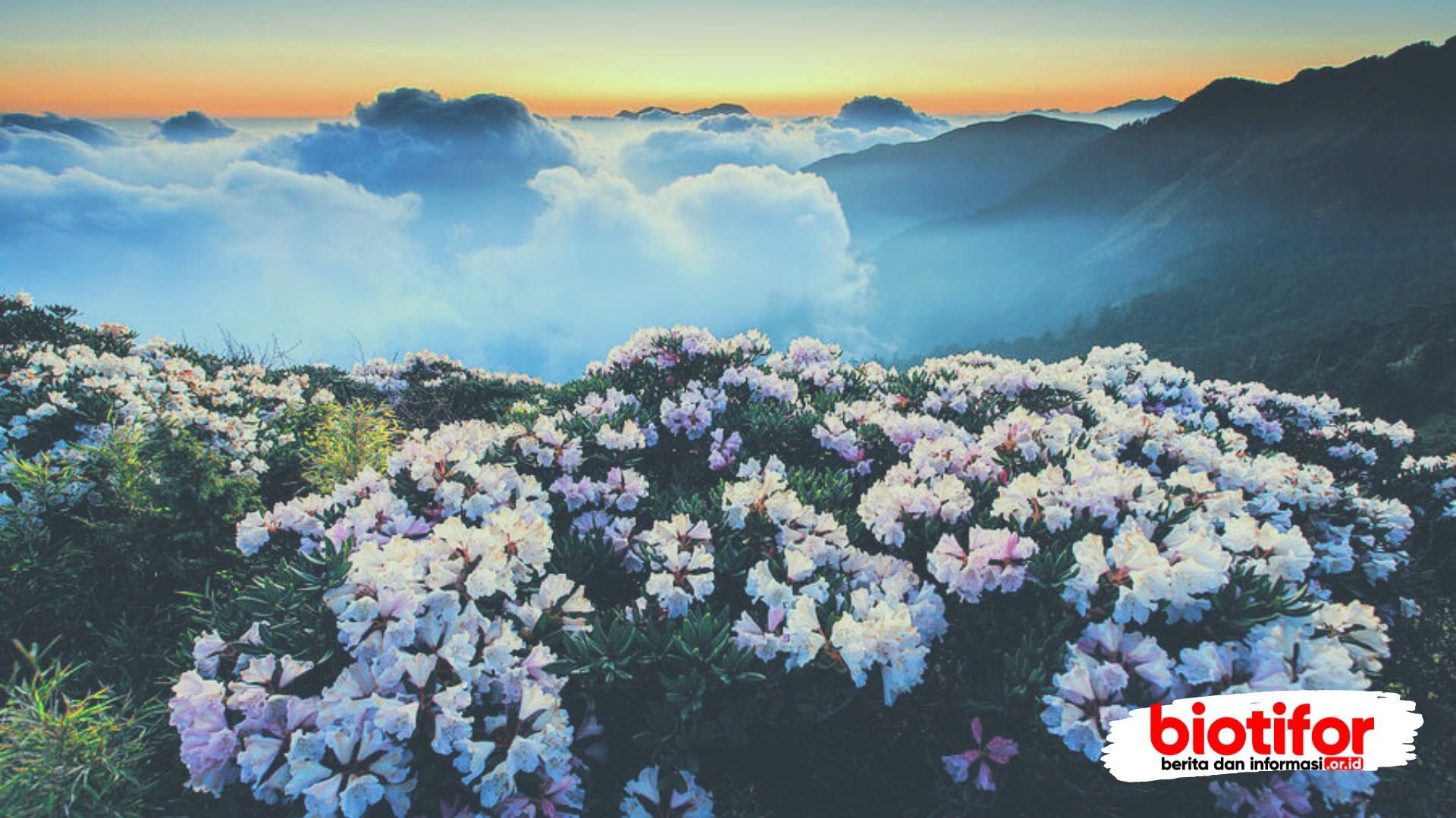 bunga yang ada di gunung