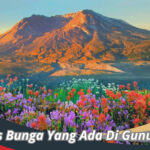 Bunga Yang Ada Di Gunung