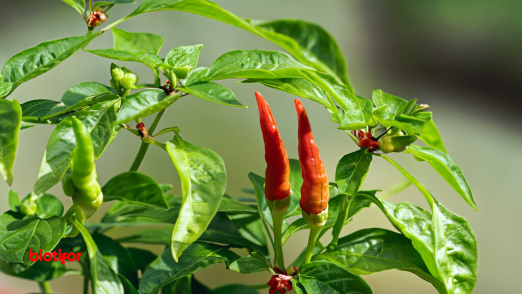 8 Tahap Cara Menanam Cabe Rawit