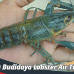 Cara Budidaya Lobster Air Tawar