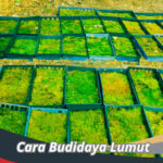 Cara Budidaya Lumut