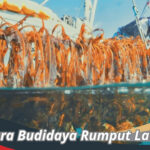 Cara Budidaya Rumput Laut