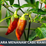 Cara Menanam Cabe Rawit