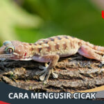 Cara Mengusir Cicak