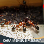 Cara Mengusir Semut