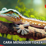 Cara Mengusir Tokek