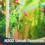 H2O2 Untuk Tanaman