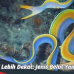 Jenis Belut