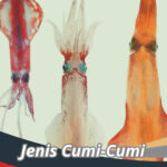 Jenis Cumi-Cumi