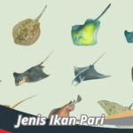 Jenis Ikan Pari