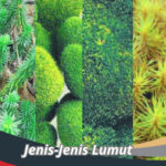 Jenis-Jenis Lumut