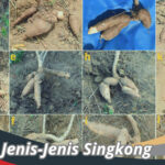 Jenis-Jenis Singkong