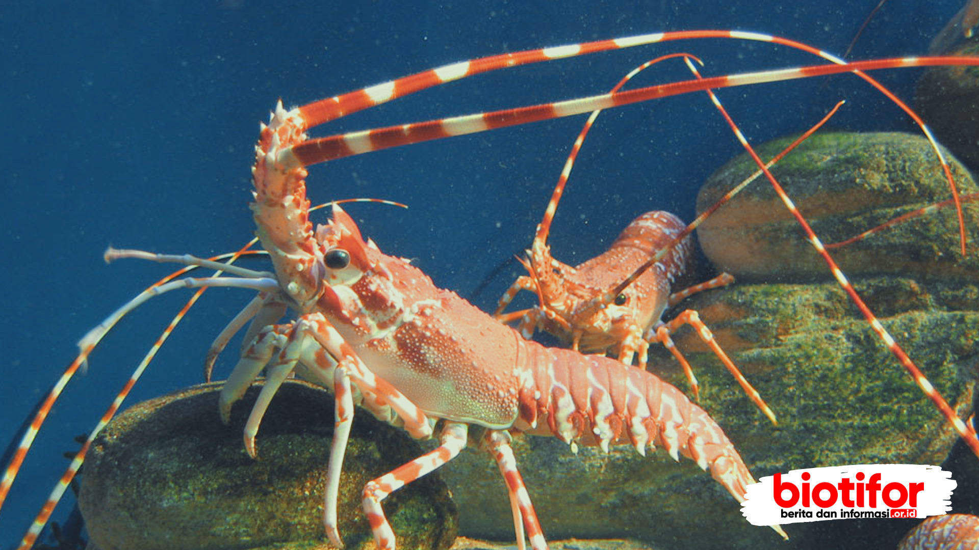 jenis lobster air laut