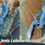 Jenis Lobster Air Laut