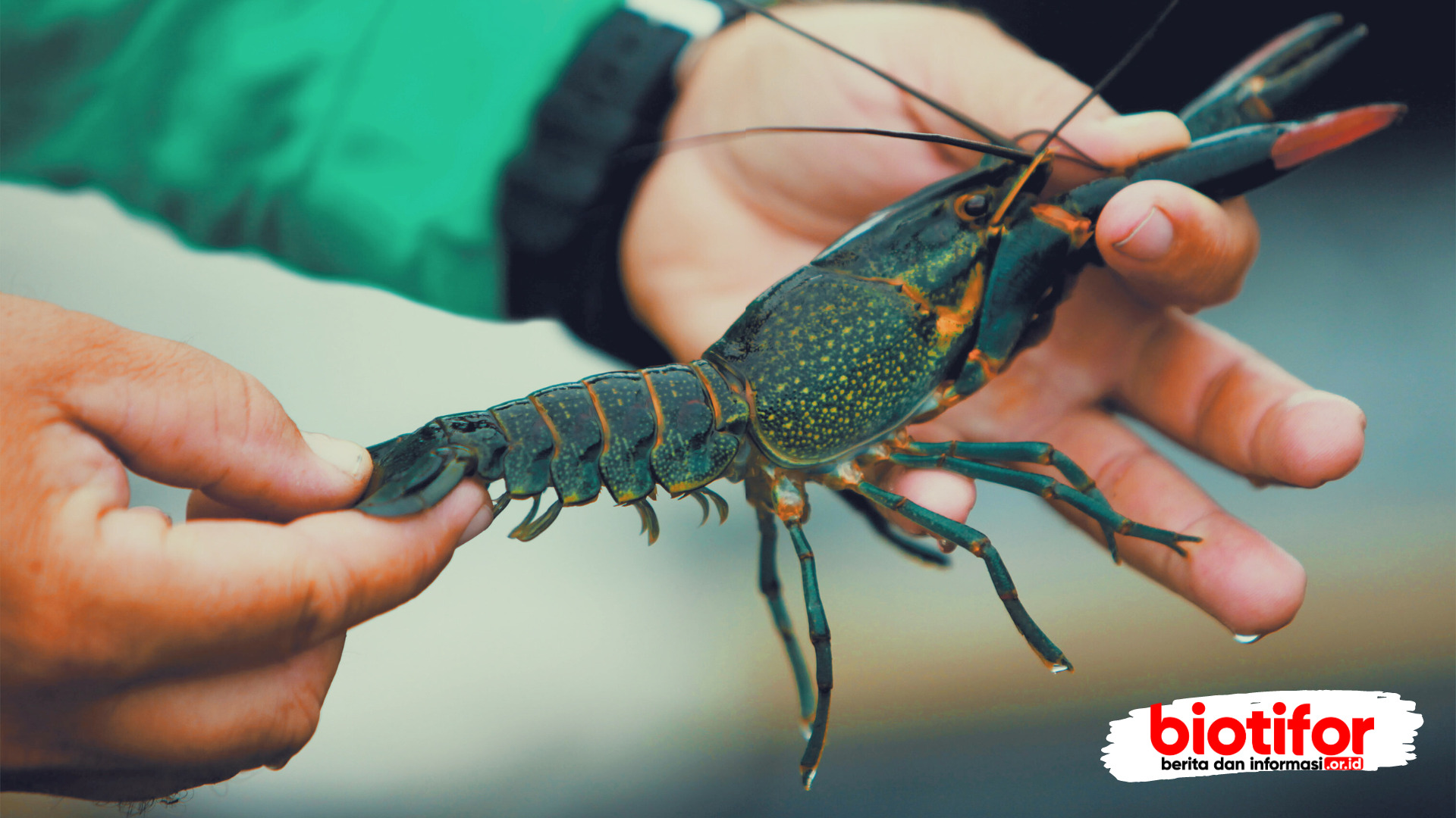 jenis lobster air tawar