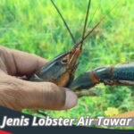 Jenis Lobster Air Tawar