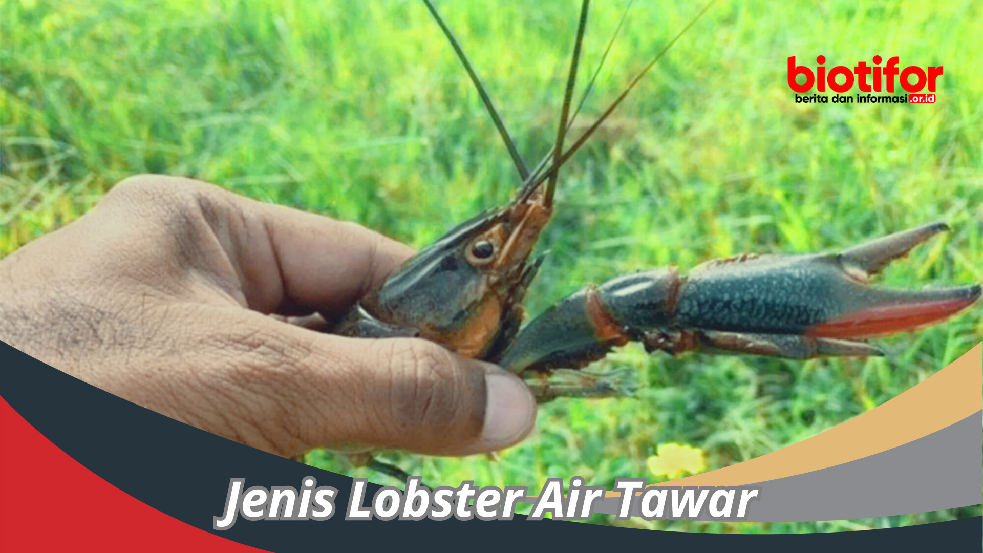 Jenis Lobster Air Tawar : Keajaiban Di Dunia Perairan