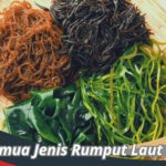 Jenis Rumput Laut