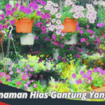 Tanaman Hias Gantung