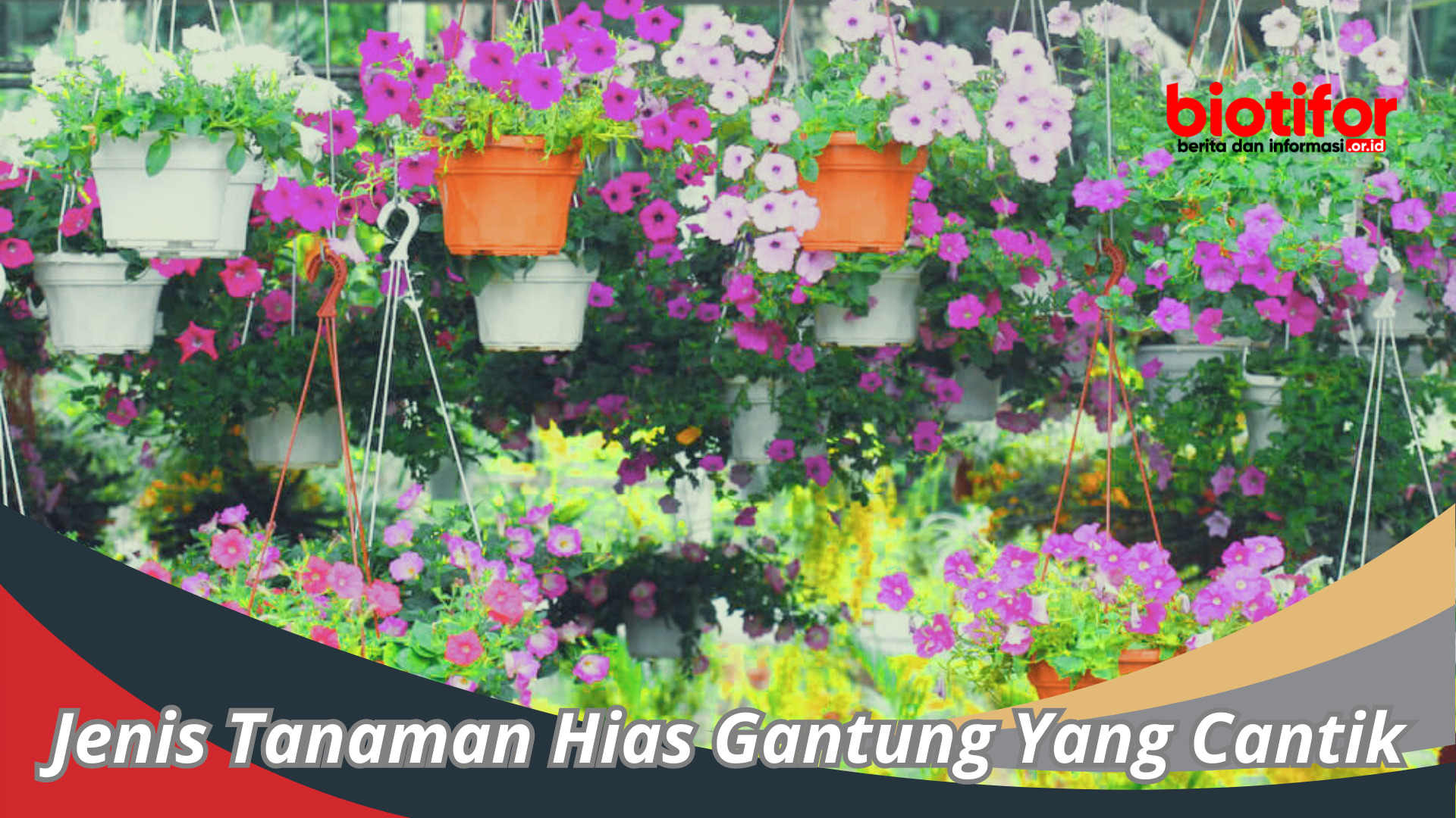 Berbagai Jenis Tanaman Hias Gantung Yang Cantik