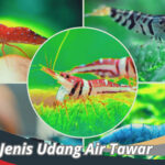 Jenis Udang Air Tawar