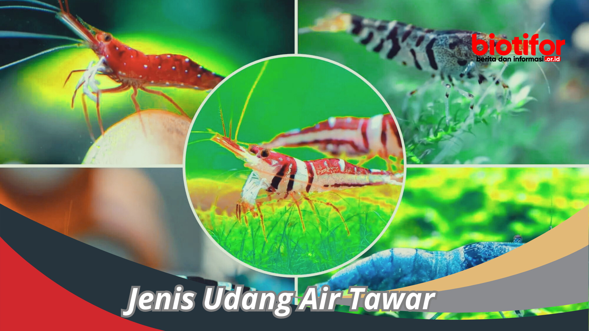 Jenis Udang Air Tawar : Pesona Yang Tersembunyi