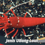 Jenis Udang Laut