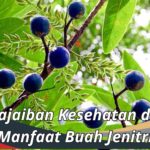 Keajaiban Kesehatan dari Manfaat Buah Jenitri