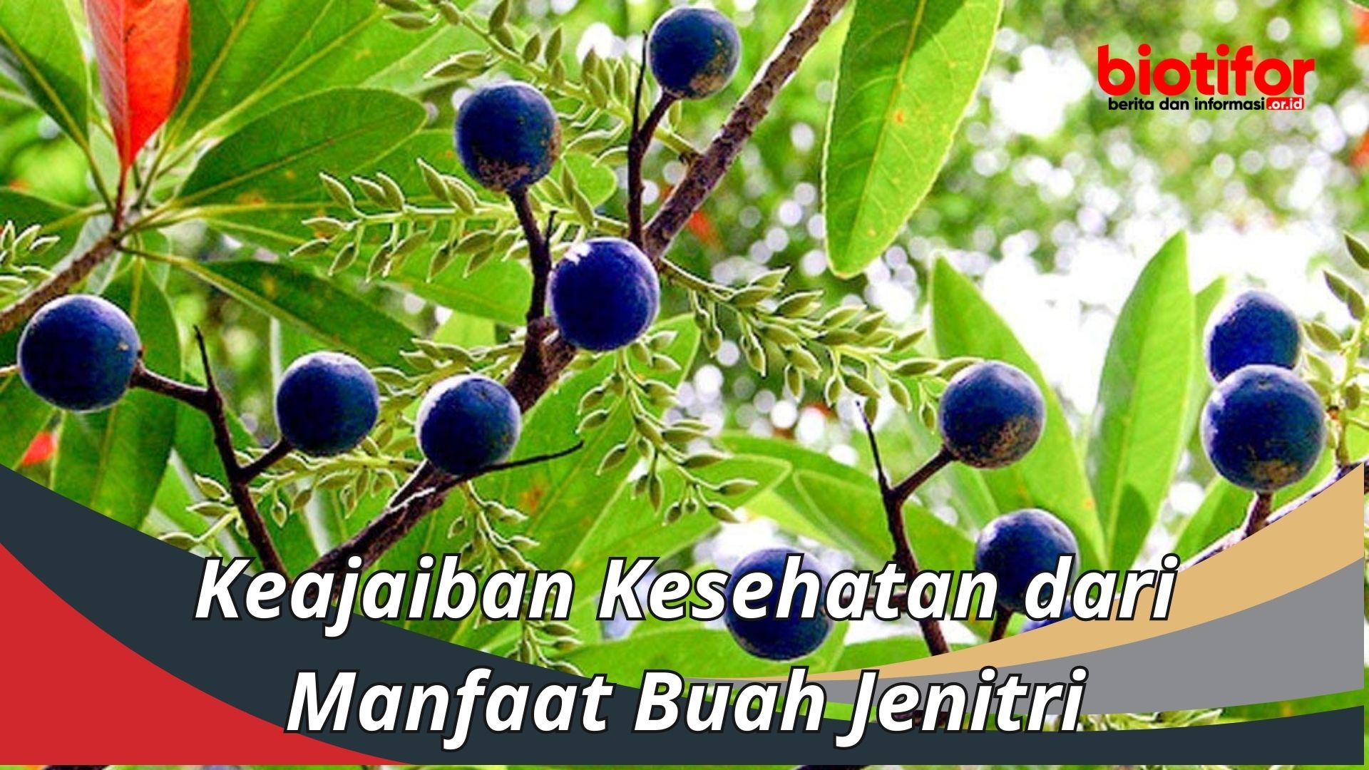 Keajaiban Kesehatan dari Manfaat Buah Jenitri