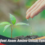 Manfaat Asam Amino Untuk Tanaman