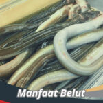 Manfaat Belut