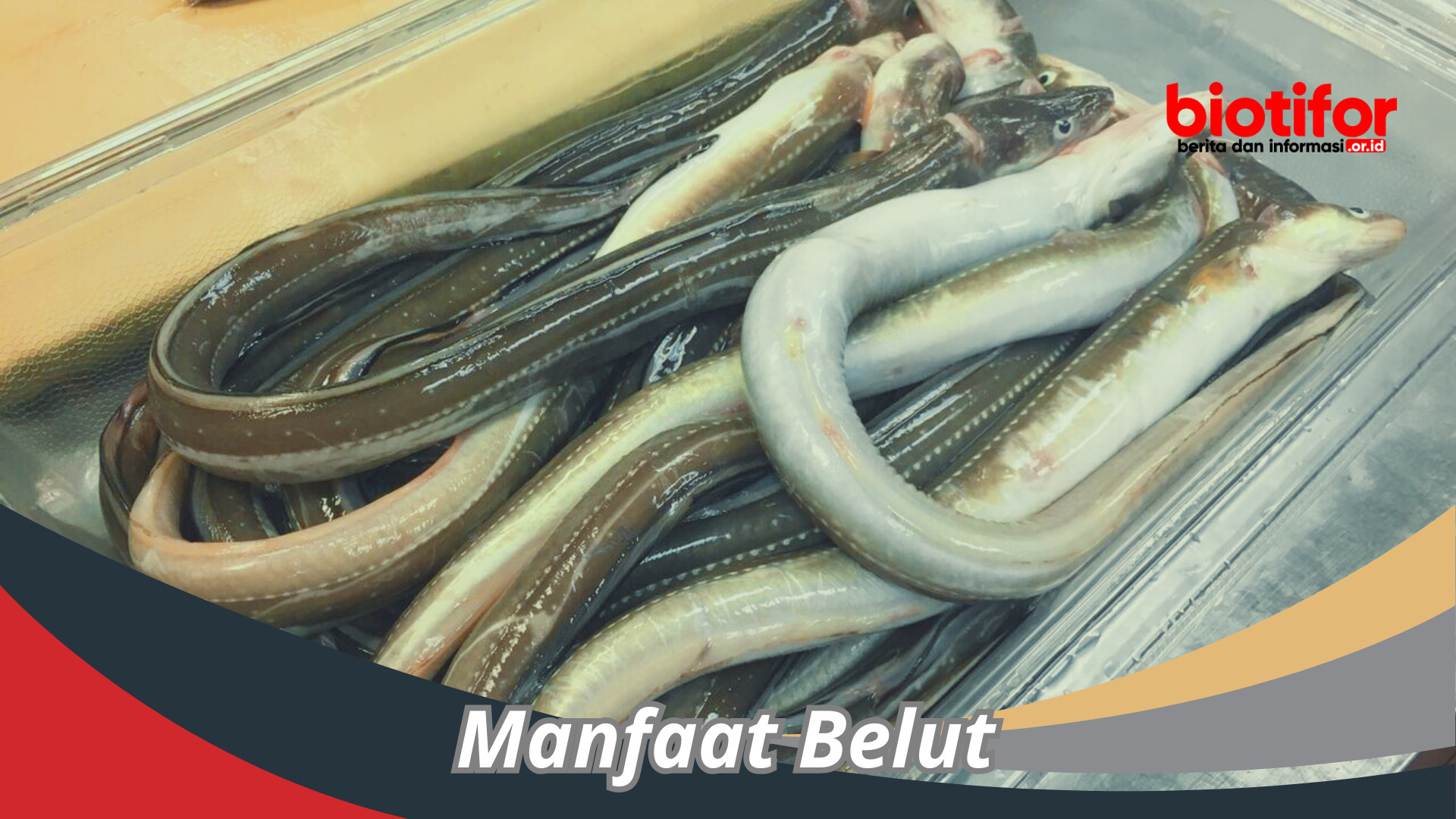 Manfaat Belut : Makanan Lezat Penuh Gizi