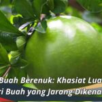 Manfaat Buah Berenuk: Khasiat Luar Biasa dari Buah yang Jarang Dikenal