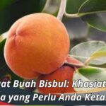 Manfaat Buah Bisbul: Khasiat Luar Biasa yang Perlu Anda Ketahui