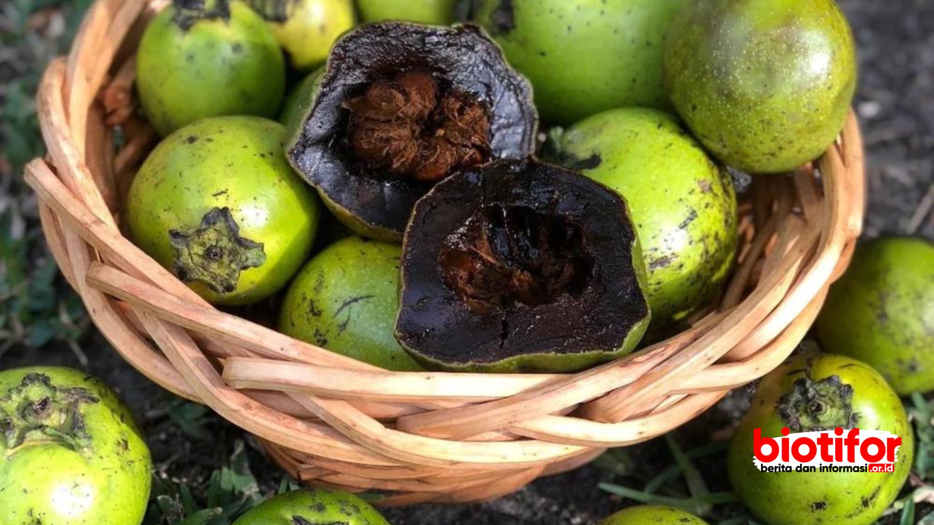 Manfaat Buah Black Sapote