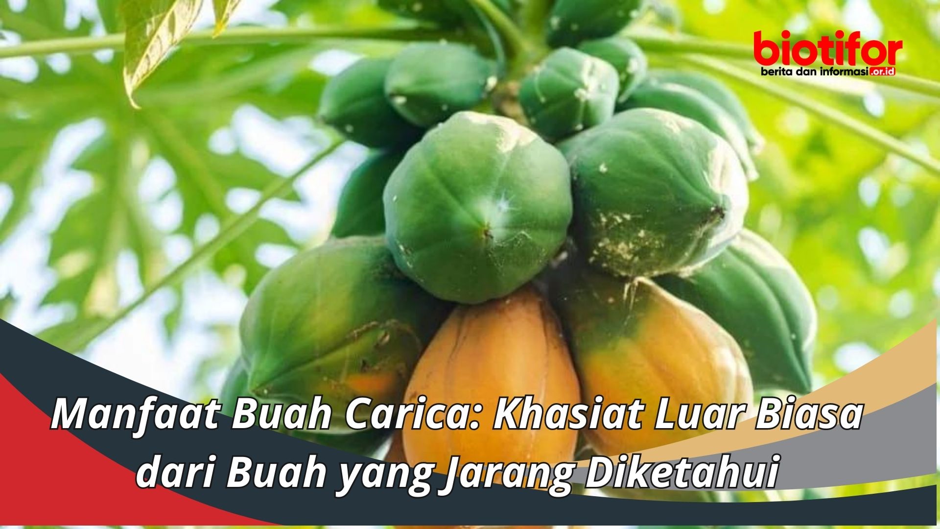 Manfaat Buah Carica: Khasiat Luar Biasa dari Buah yang Jarang Diketahui