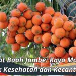 Manfaat Buah Jambe: Kaya Manfaat untuk Kesehatan dan Kecantikan